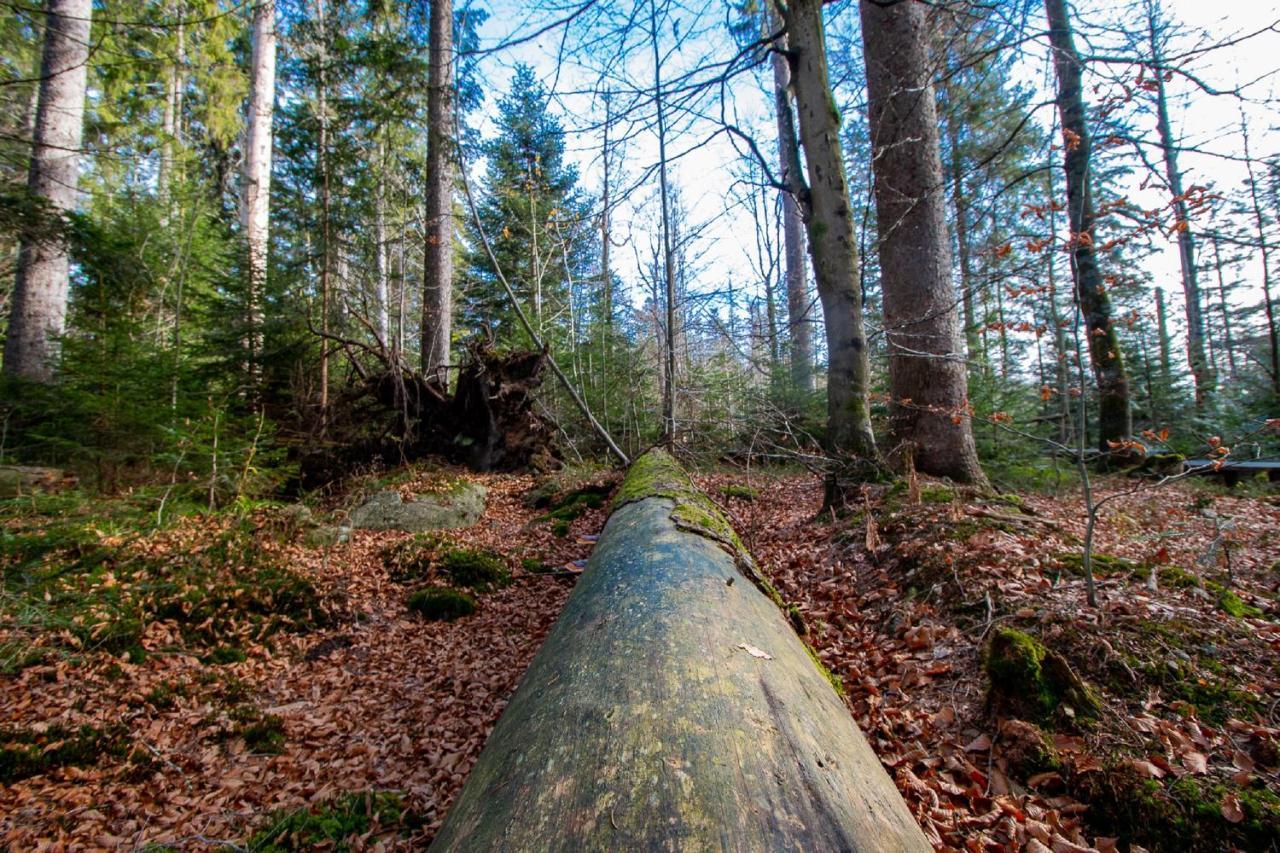 Pension Draxlerhof Neuschönau エクステリア 写真