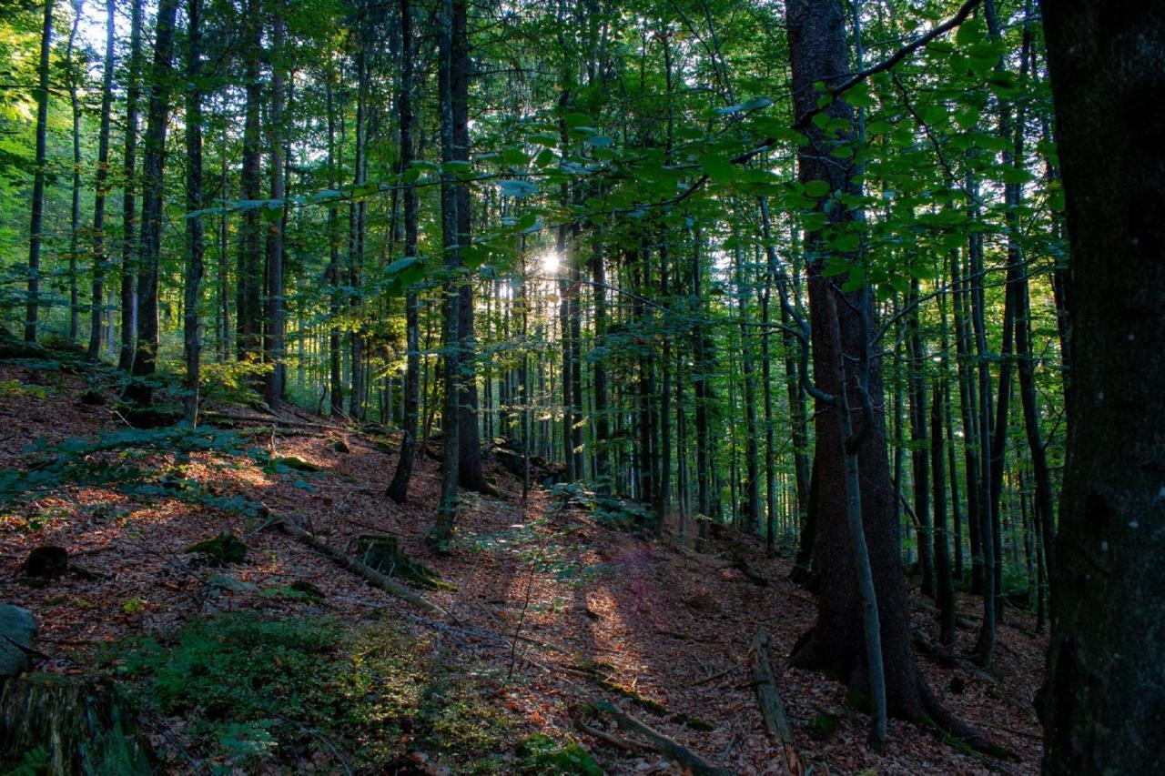 Pension Draxlerhof Neuschönau エクステリア 写真