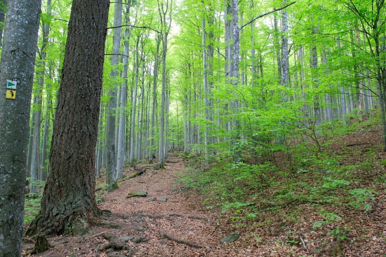 Pension Draxlerhof Neuschönau エクステリア 写真